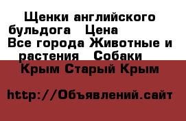 Щенки английского бульдога › Цена ­ 40 000 - Все города Животные и растения » Собаки   . Крым,Старый Крым